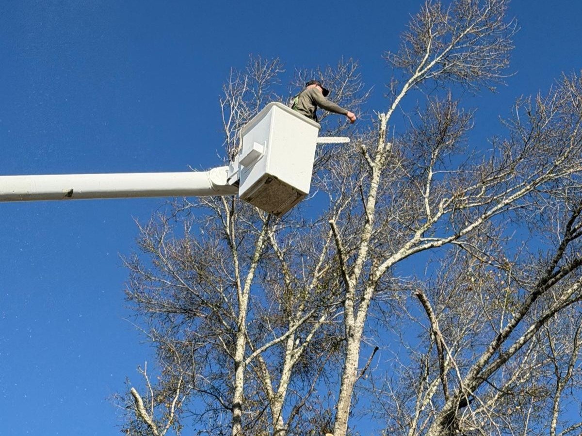 El Costeño Tree Service LLC
